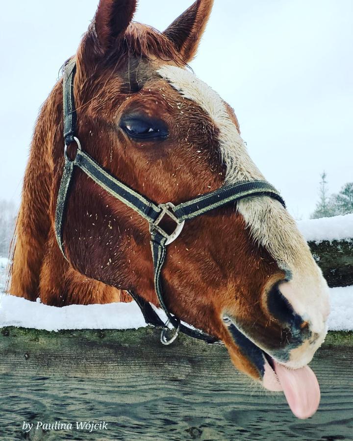 Zajazd Bombonierka Wikno Exteriér fotografie